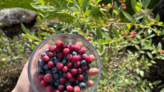 Dear Diary, we had our first blueberry harvest.