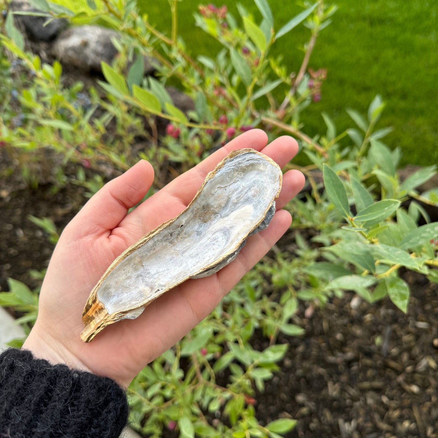 Shell Ring Dish - Simplicity