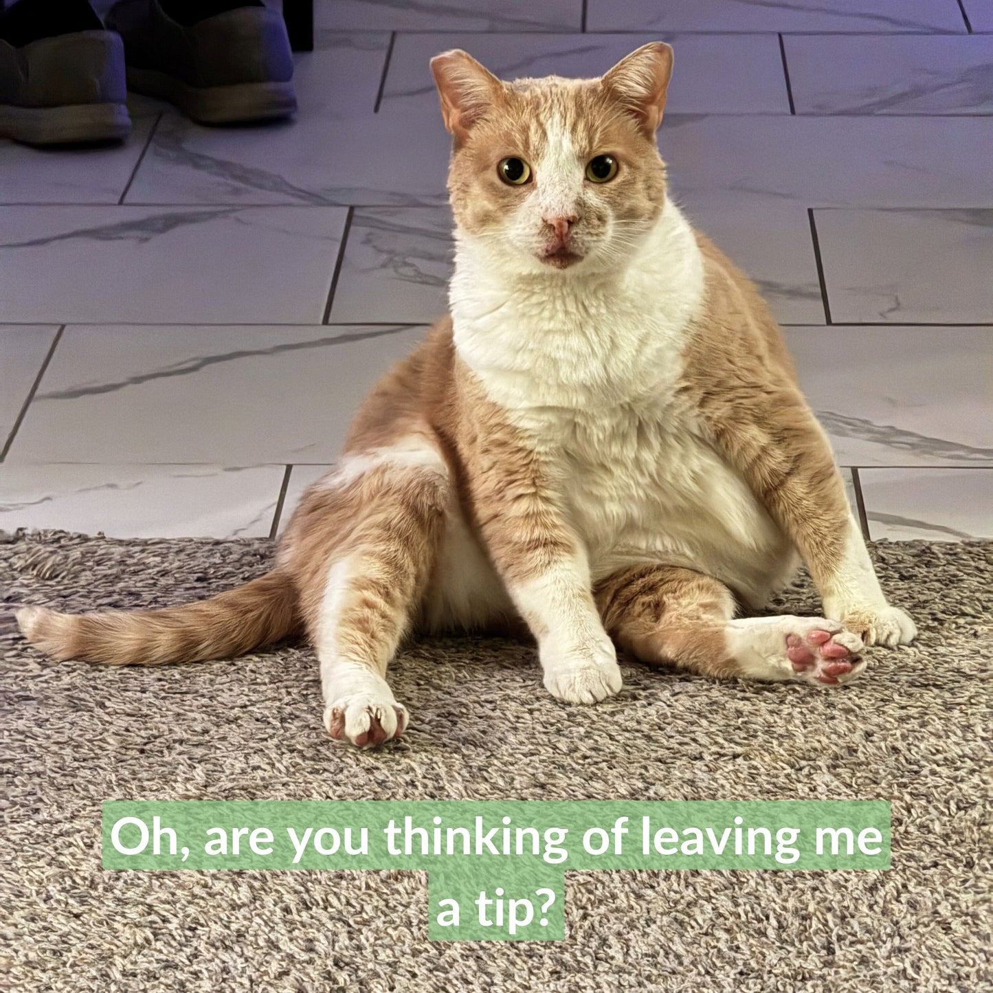 Tip the Shop Cats