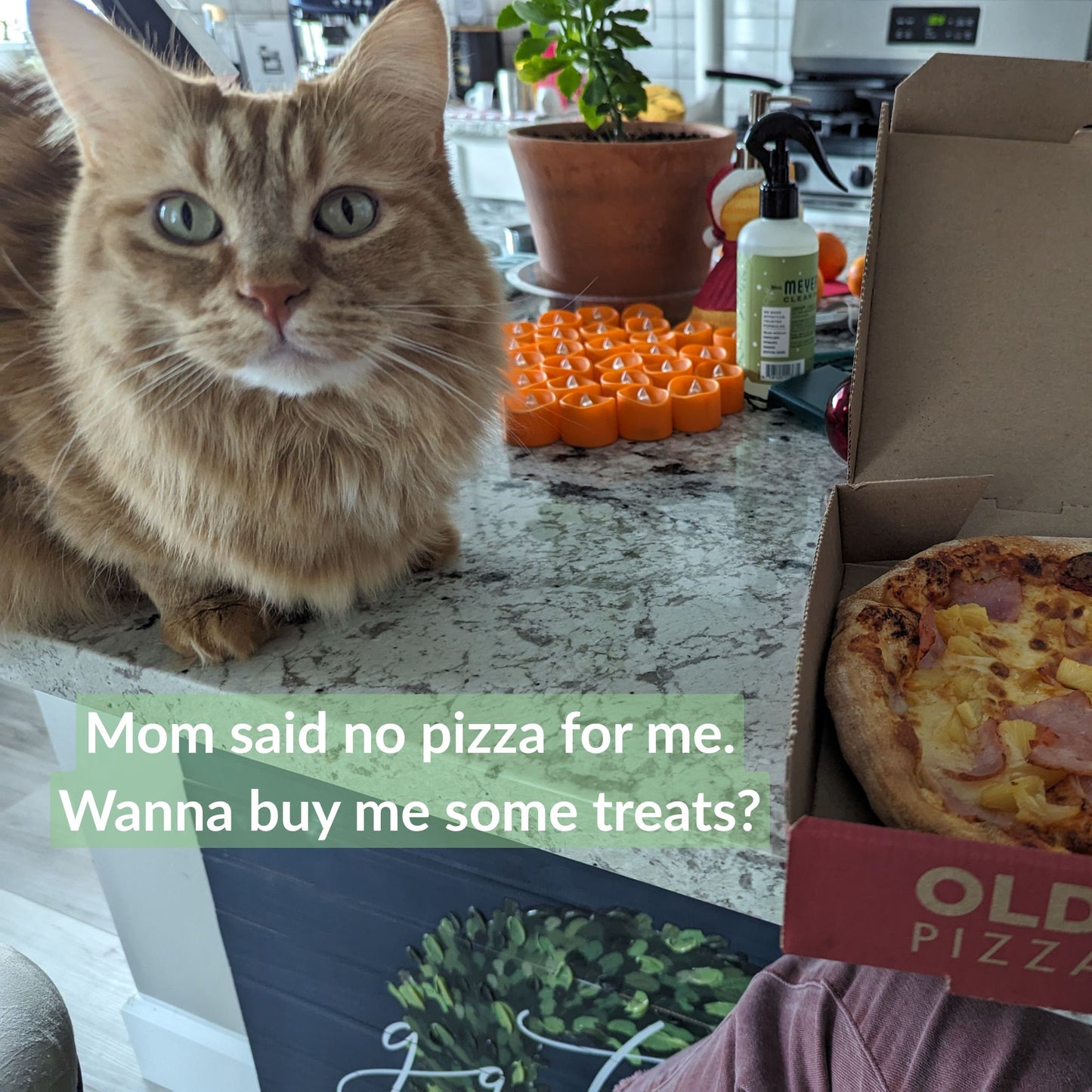 Tip the Shop Cats