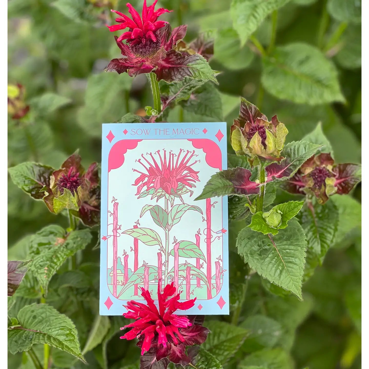 Sow the Magic – Bee Balm Tarot Garden + Gift Seed Packet