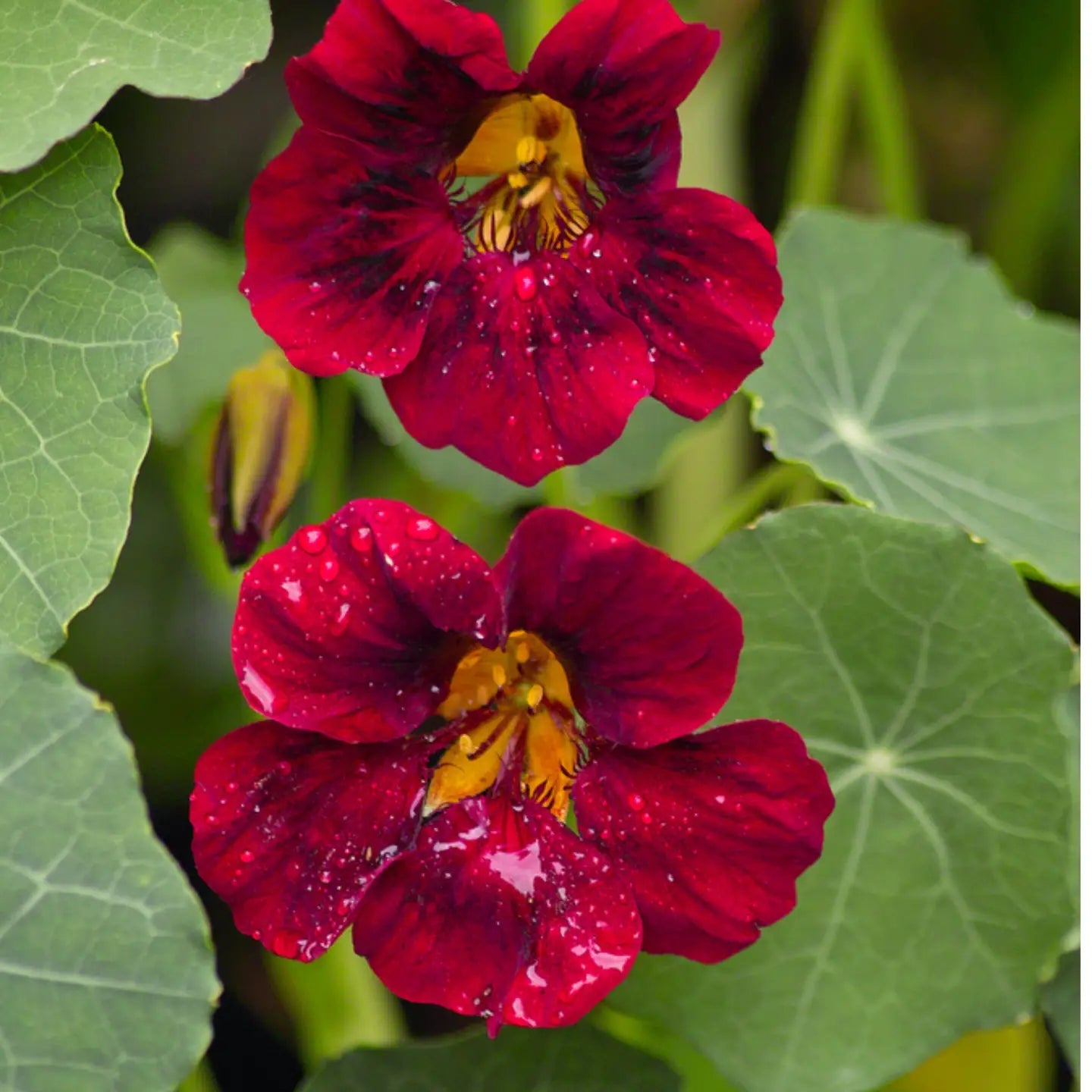 Sow the Magic – Black Velvet Nasturtium Tarot Garden + Gift Seed Packet