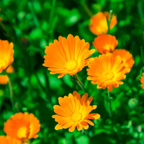 Sow the Magic – Calendula Tarot Garden + Gift Seed Packet