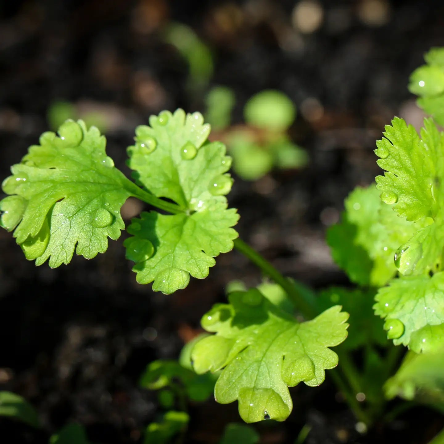 Sow the Magic – Cilantro Corriander Tarot Garden + Gift Seed Packet