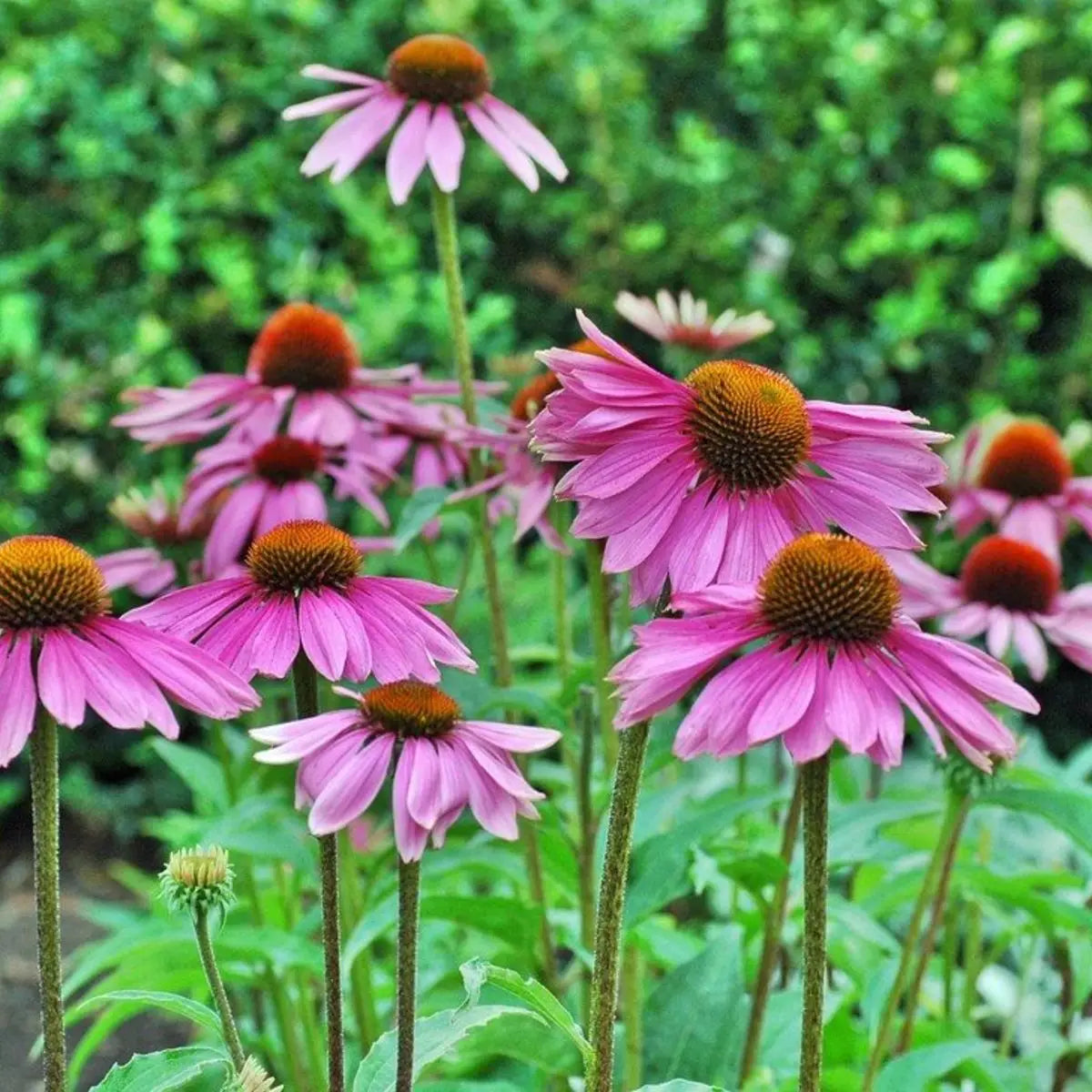 Sow the Magic – Echinacea Tarot Garden + Gift Seed Packet