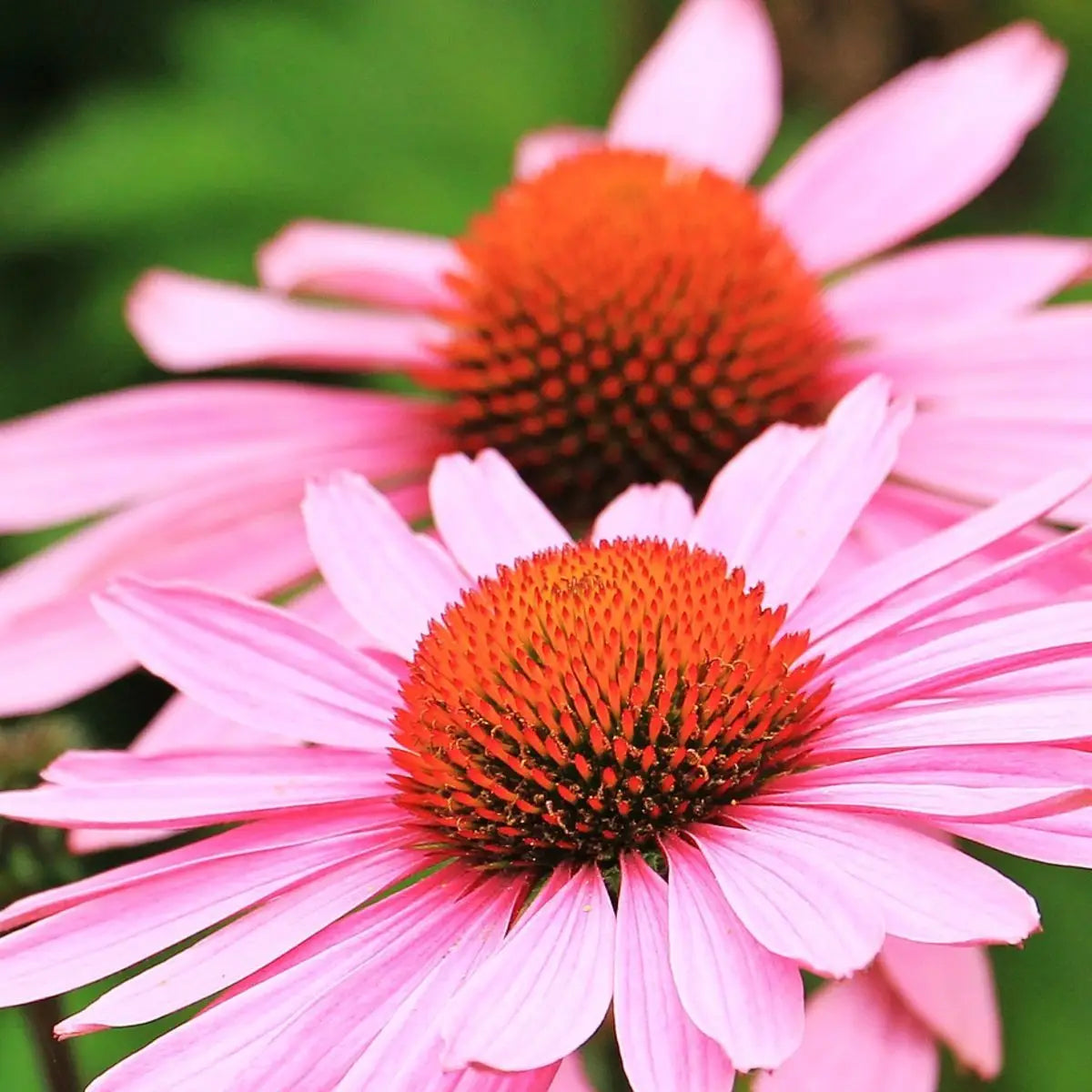 Sow the Magic – Echinacea Tarot Garden + Gift Seed Packet