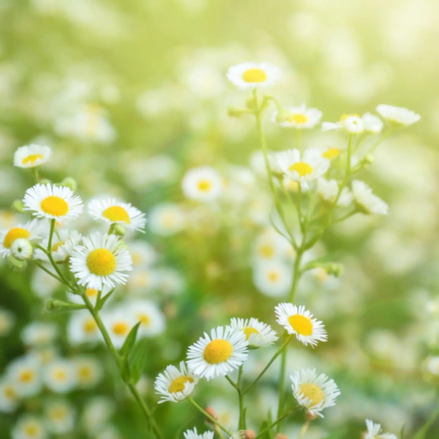 Sow the Magic – German Chamomile Tarot Garden + Gift Seed Packet