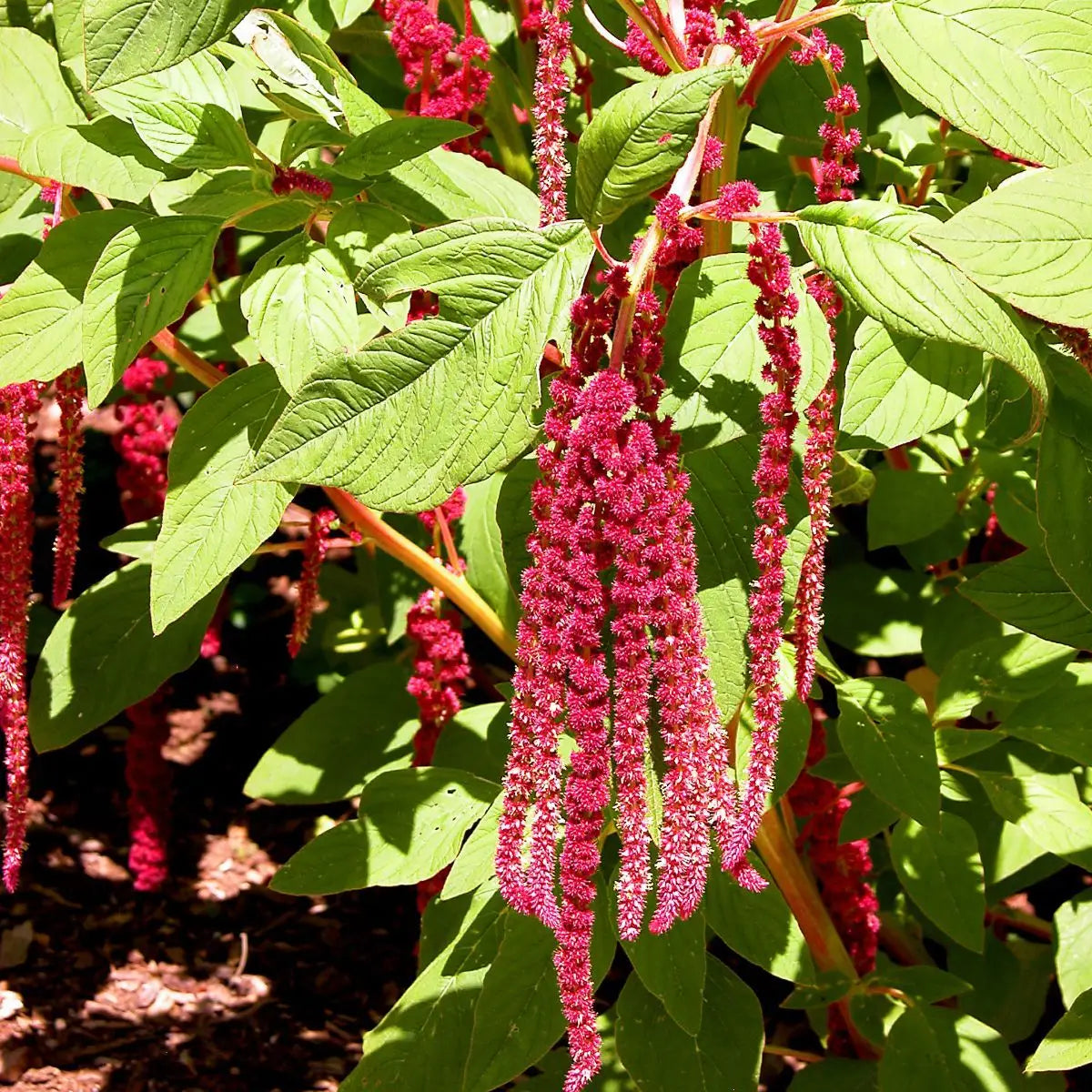 Sow the Magic – Love Lies Bleeding Tarot Garden + Gift Seed Packet