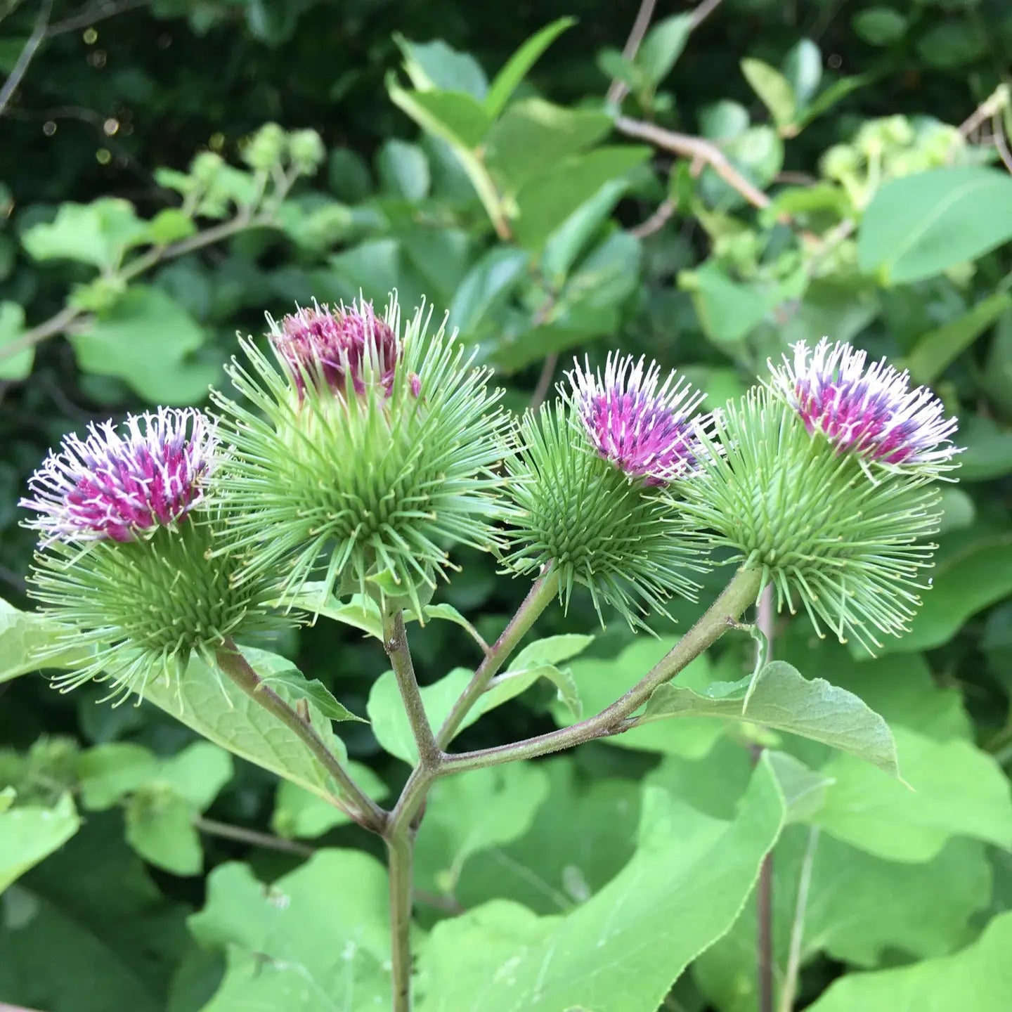 Sow the Magic – Burdock Tarot Garden + Gift Seed Packet