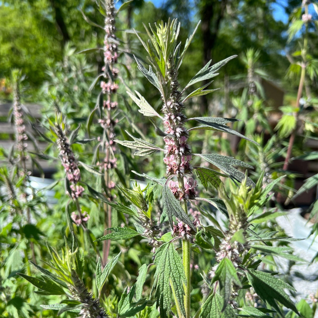 Sow the Magic – Motherwort Tarot Garden + Gift Seed Packet