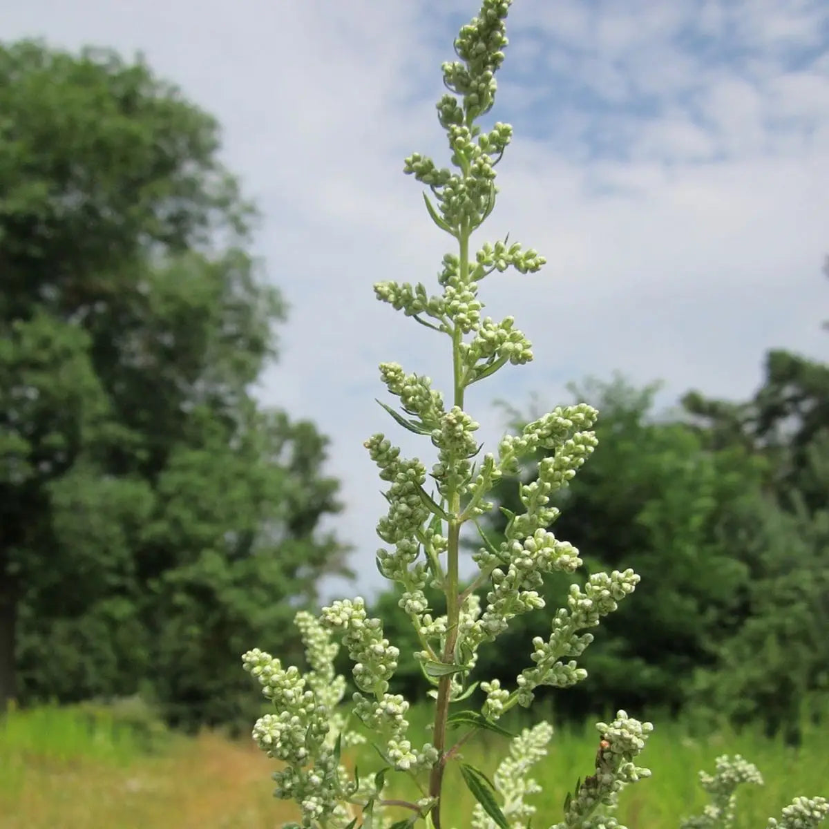 Sow the Magic – Mugwort Tarot Garden + Gift Seed Packet
