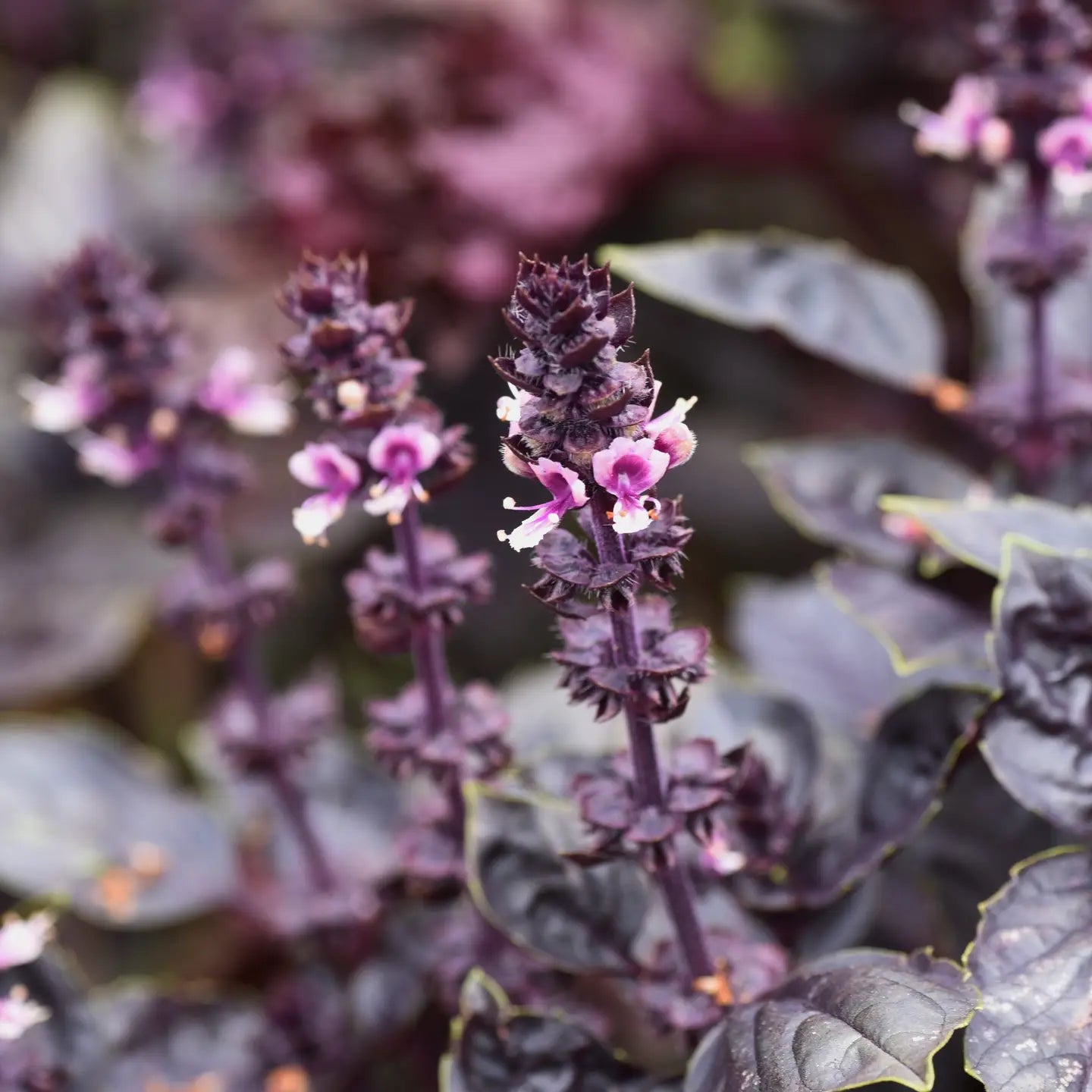 Sow the Magic – Purple Dark Opal Basil Tarot Garden + Gift Seed Packet