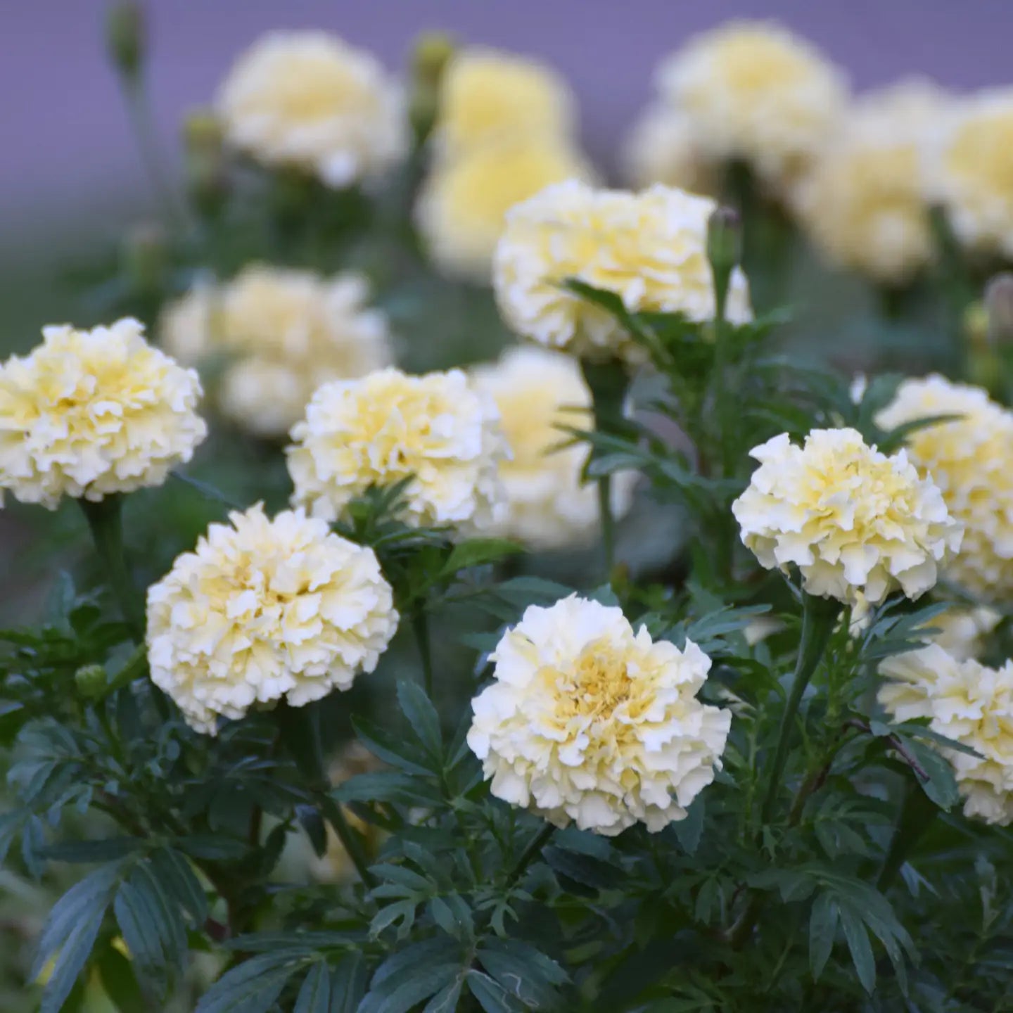 Sow the Magic – White Marigold Tarot Garden + Gift Seed Packet