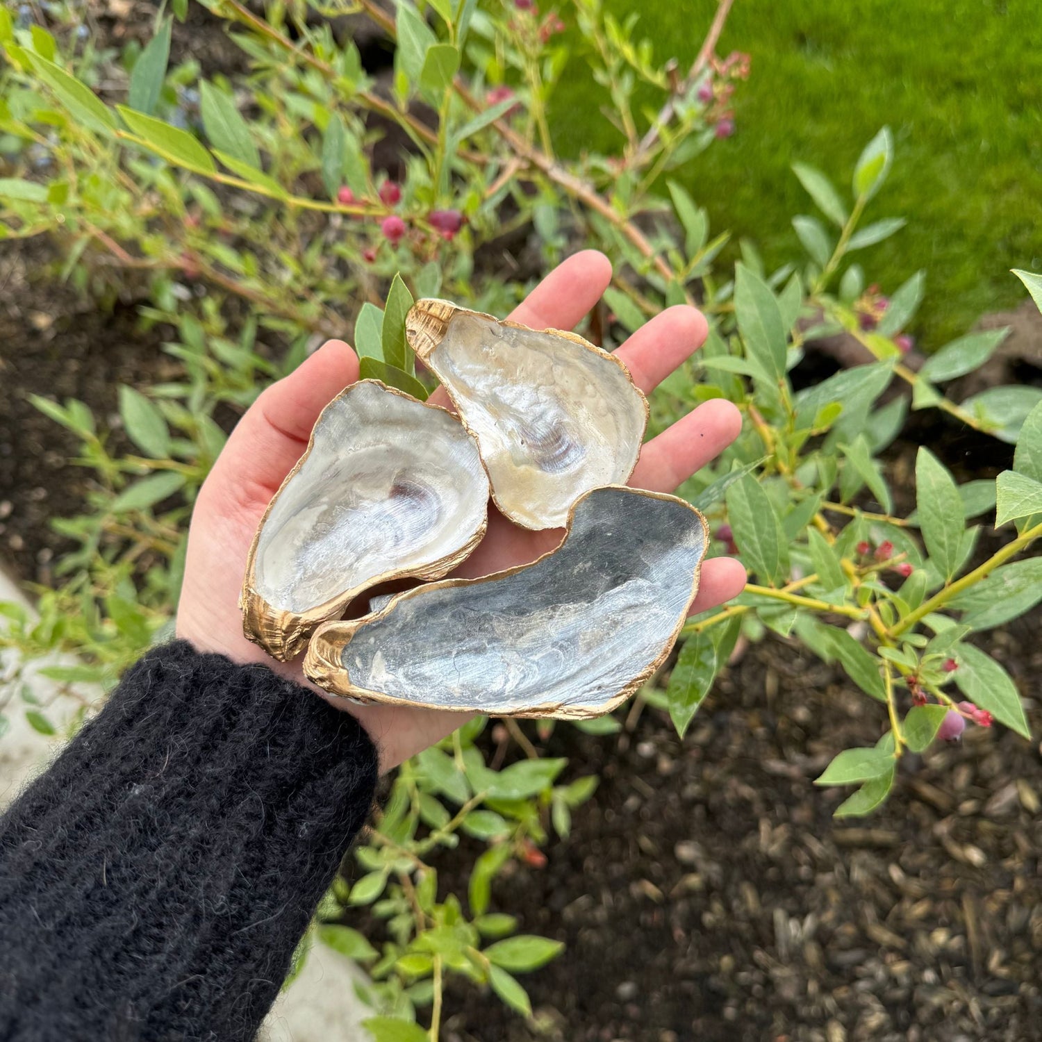 Serenity Shells