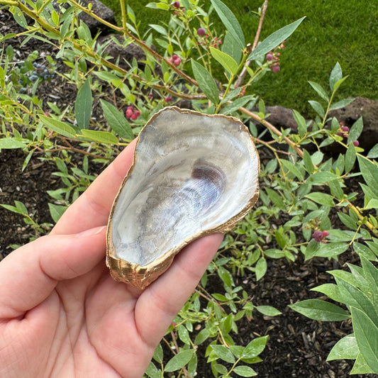 Shell Ring Dish - Simplicity